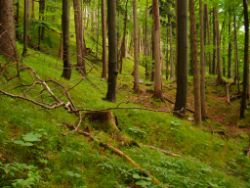 1913-07-05_Regina-F-Rau_Sonnenspitz_Kotalm-Jachenau (281).JPG